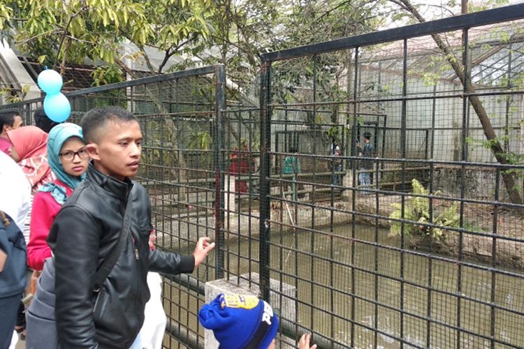 Prngunjung melihat Harimau yang ada di kandang di Taman Satwa Cikembulan, Sabtu (19/10/2019)