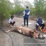 Dugong dan Lumba-Lumba Terdampar dan Mati di Pantai Desa Pariti Kupang