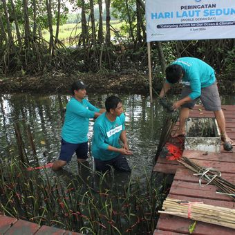 Sebanyak 1.500 mangrove ditanam di Unit Instalasi Tambak Silvofishery Marana, Maros, Sulawesi Selatan. Kegiatan tersebut merupakan kontribusi dalam proyek Carbon Capture and Storage (CCS) yang dilakukan secara kolaboratif oleh eFishery, Balai Riset Perikanan Budidaya Air Payau dan Penyuluhan Perikanan (BRPBAP3) Maros, dan Kementerian Kelautan dan Perikanan (KKP).