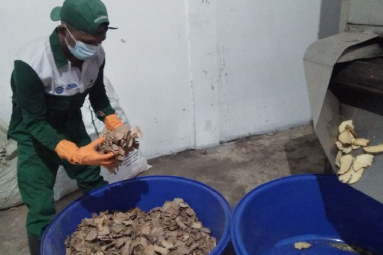 Pegawai di PT Hayumi Agro Indonesia, saat memilah chip porang untuk diolah menjadi tepung, Rabu (20/10/2021).
