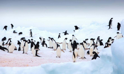 Populasi Penguin Kaisar Turun 22 Persen dalam 15 Tahun, Lebih Buruk dari Prediksi