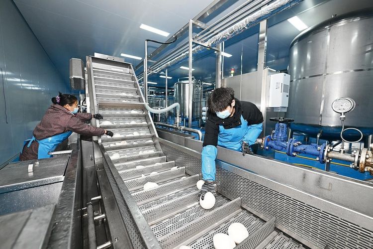 Sejumlah staf Fujian MiaoTianHui Food Co., Ltd. melakukan proses pengolahan kelapa segar impor dari Indonesia di Taman China ?Dua Negara, Taman Kembar?. (Xinhua/Chi Yuan)