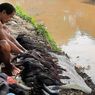 Ribuan Ikan Sapu-sapu Mati di Kali Baru Kramatjati, Dinas LH: Bukan akibat Kotoran Kurban