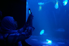 Melihat Cantiknya Ubur-ubur di Jellyfish Sphere SeaWorld Ancol