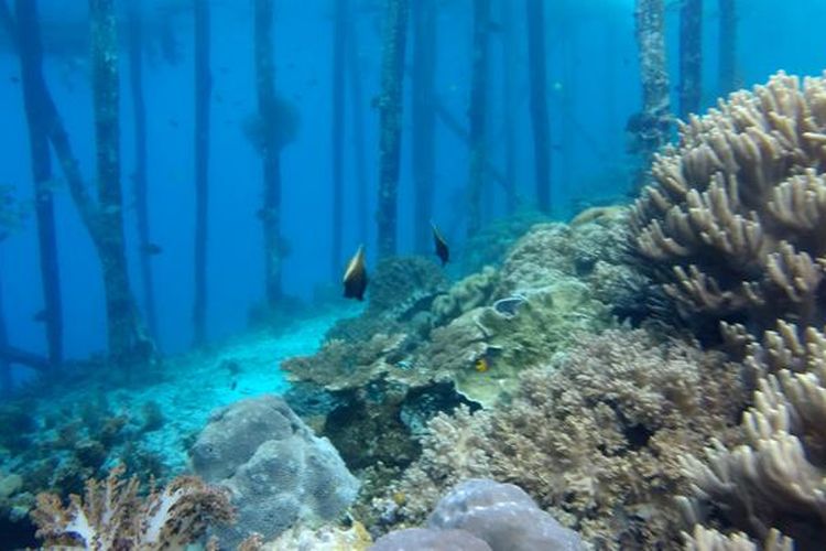 Pemandangan bawah laut di sekitar Dermaga Desa Yenbuba, Distrik Meos Mansar, Kabupaten Raja Ampat, Papua Barat, Minggu (30/10/2016).