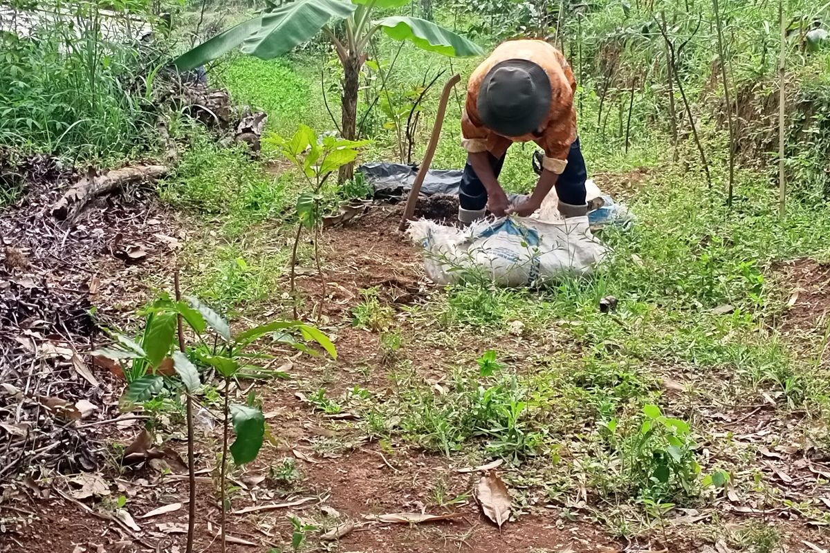Abah Ajo (64) seorang petani yang berhasil mengajarkan ratusan sarjana jurusan pertanian. Hampir separuh hidupnya didedikasikan di dunia pertanian. Usianya yang sudah renta, Abah Ajo masih saja menanam berbagai jenis komoditi mulai dari Kopi, Kayu Manis, Kacang Tanah hingga Buncis di sebuah lahan milik orang lain di Desa Ciporeat, Kecamatan Cilengkrang, Kabupaten Bandung, Jawa Barat.