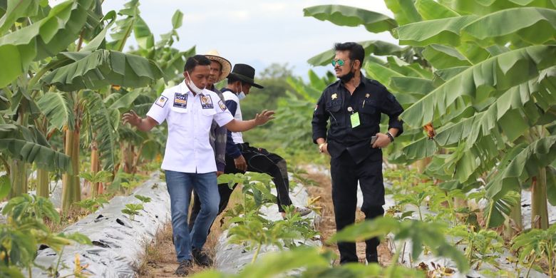 Harus Tahu NTP dan NUTP Agustus 2021 Naik, Kementan: Bukti Kesejahteraan Petani Membaik