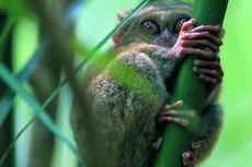 Mengenal TWA Batuputih, Rumah Tarsius, Yaki, dan Maleo