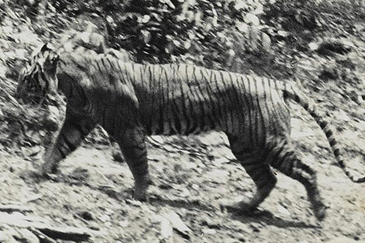 Penampakan harimau Jawa di Ujung Kulon pada 1938. IUCN menyatakan, harimau Jawa sudah punah pada 1980.