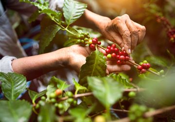 Dukung Petani Kopi Lokal, DBS Salurkan 