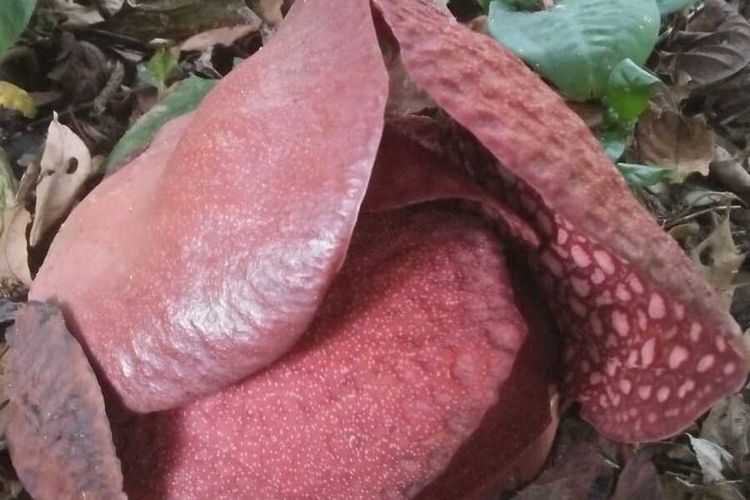 Bunga rafflesia yang tak mekar sempurna lalu layu akibat kekurangan air karena kemarau