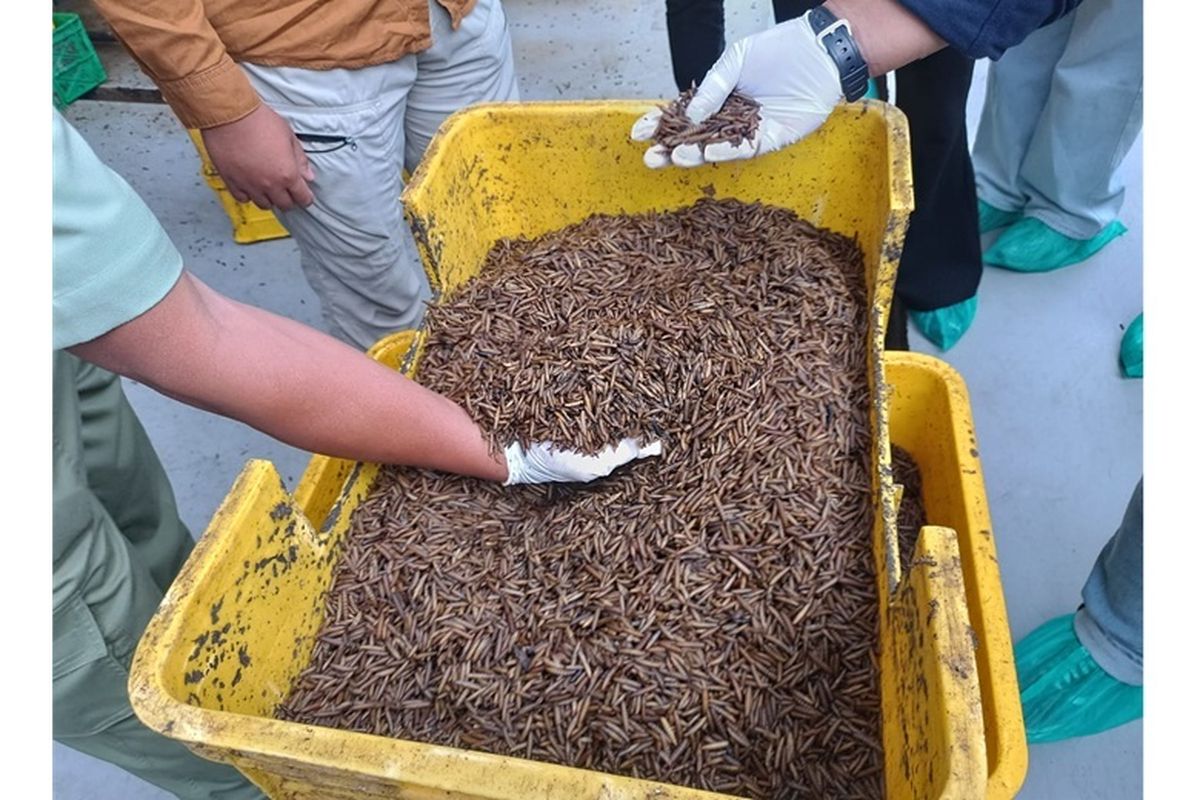Taman Safari Cisarua mengembangkan teknologi berbasis maggot black soldier fly untuk pengelolaan limbah.