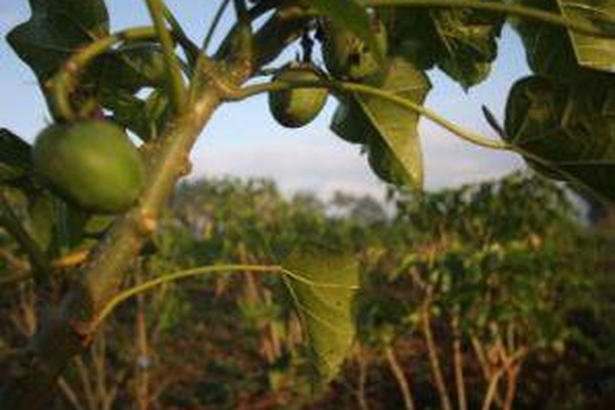 Tanaman jarak memiliki prospek masa depan yang menjanjikan sebagai bahan bakar alternatif untuk menggantikan minyak bumi.