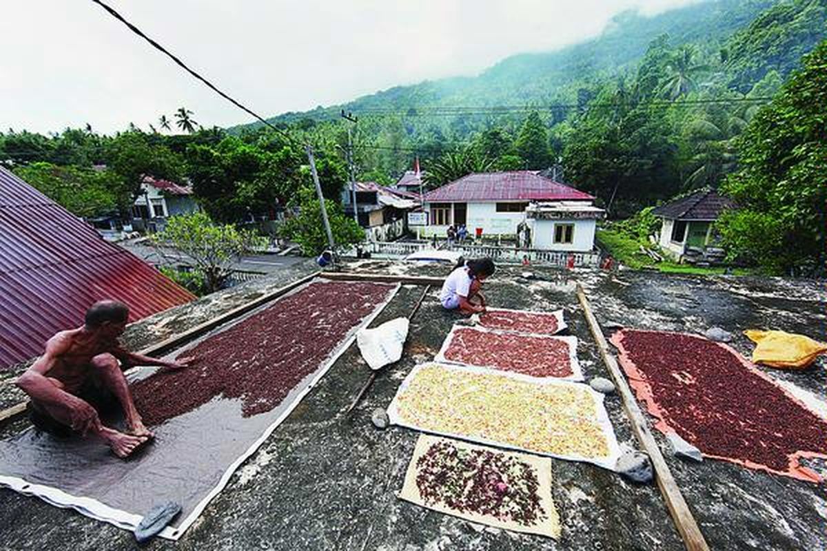 Warga Desa Togafu, Kecamatan Pulau Ternate, Maluku Utara, menjemur cengkeh di atas rumah, Kamis (5/7). Cengkeh dan pala merupakan komoditas andalan warga di lereng Gunung Gamalama. Nilai rempah yang tinggi ini menjadi salah satu alasan warga tetap tinggal di Gamalama meski ada ancaman letusan gunung dan lahar.