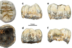 Ahli Temukan Bukti Langka Gigi Manusia Purba Denisovan