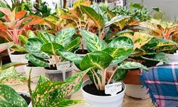 11 Tanaman Hias Berwarna Cerah, Cocok untuk Cerahkan Rumah