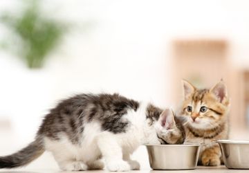 Cara Mencegah Kucing Makan Makanan Satu Sama Lain