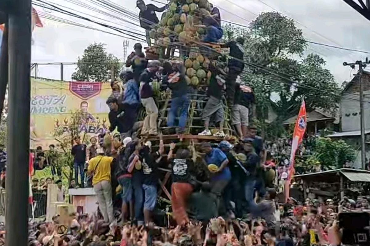 Ratusan warga dengan hatu-hati berebut buah durian di Desa Kronto, Kecamatan Lumbang, Kabupaten Pasuruan untuk dinikmati bersama-sama, Selasa (28/01 /2025) 