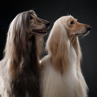 Ilustrasi anjing Afghan hound.