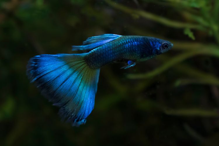 Blue guppy, ikan guppy, blue moscow