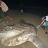 Bangkai Ikan Mola-mola Raksasa Terdampar di Pantai Gorontalo