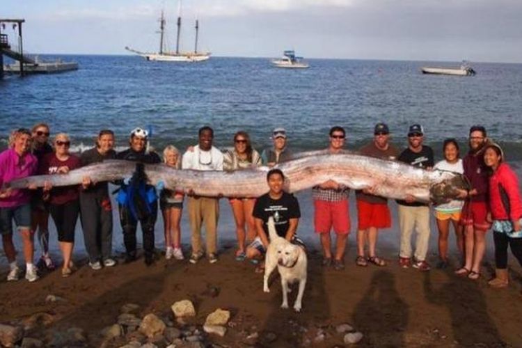 Seekor oarfish yang panjangnya mencapai 5,5 meter ditemukan di lepas pantai California. 