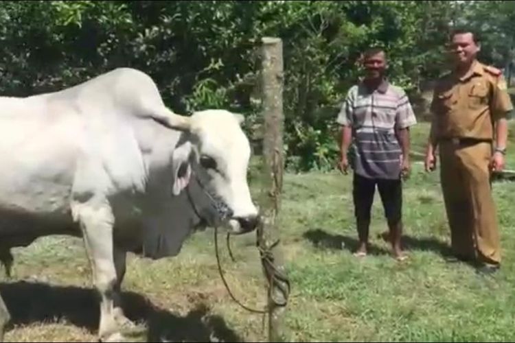 Ismail, warga desa Cialam Jaya, Kecamatan Konda, kabupaten Konawe Selatan, Sultra saat menunjukkan sapi peliharaannya seberat 750 Kg yang dibeli Presiden Jokowi untuk hewan kurban. (KOMPAS.com/KIKI ANDI PATI)