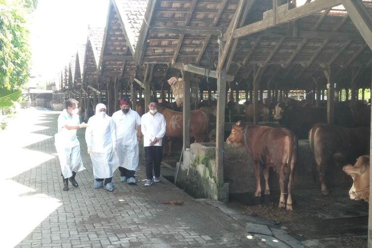 Gubernur Jawa Timur Khofifah Indar Parawansa melihat ternak sapi di Peternakan Tunas Brahman, Nganjuk, Senin (20/6/2022).