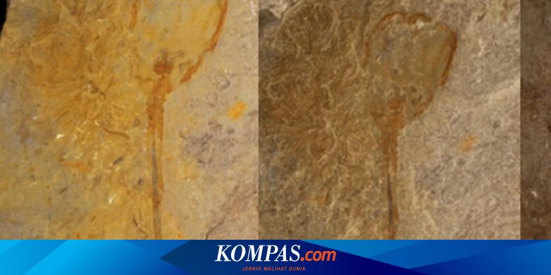 Arkeolog Temukan Fosil Unik Mirip Bunga  Tulip  Apa  
