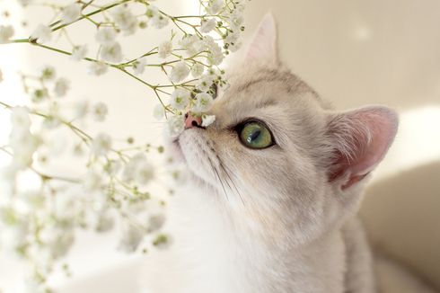 10 Bau yang Tidak Disukai Kucing, Ada Pisang, Kopi, dan Rambut Manusia
