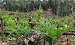 Mengenal Felda, Lembaga Malaysia yang Investasinya Boncos di RI