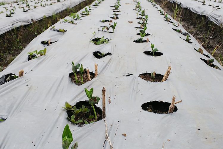 Ilustrasi lahan edamame