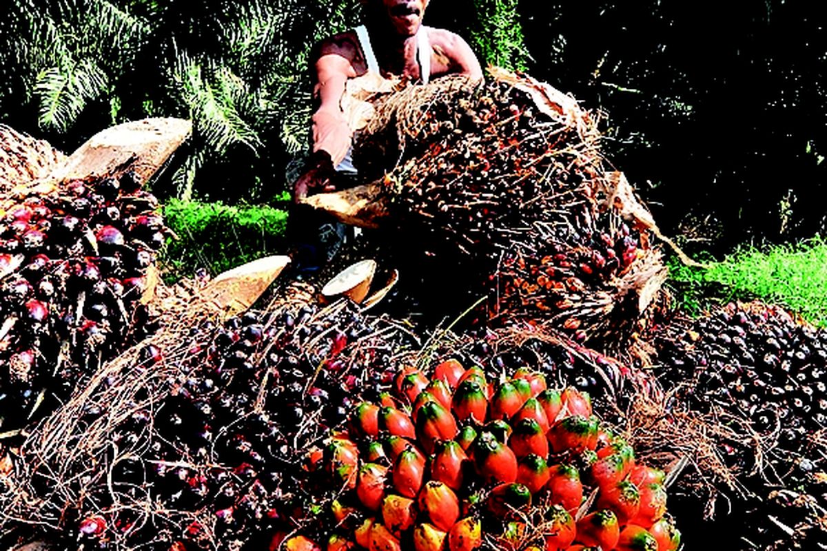 Petani menata tandan buah segar kelapa sawit yang baru mereka panen di Desa Paku, Kecamatan galang, Kabupaten Deli Serdang, Sumatera Utara, Senin (10/9/2012).
