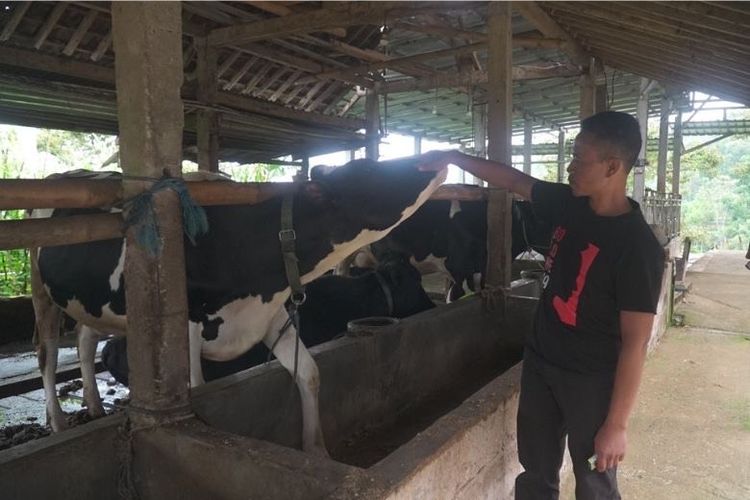Dari Nol Jadi Juragan Pakan Ternak, Tommy Wavolta Buktikan KUR BRI Bisa Bawa UMKM Melesat