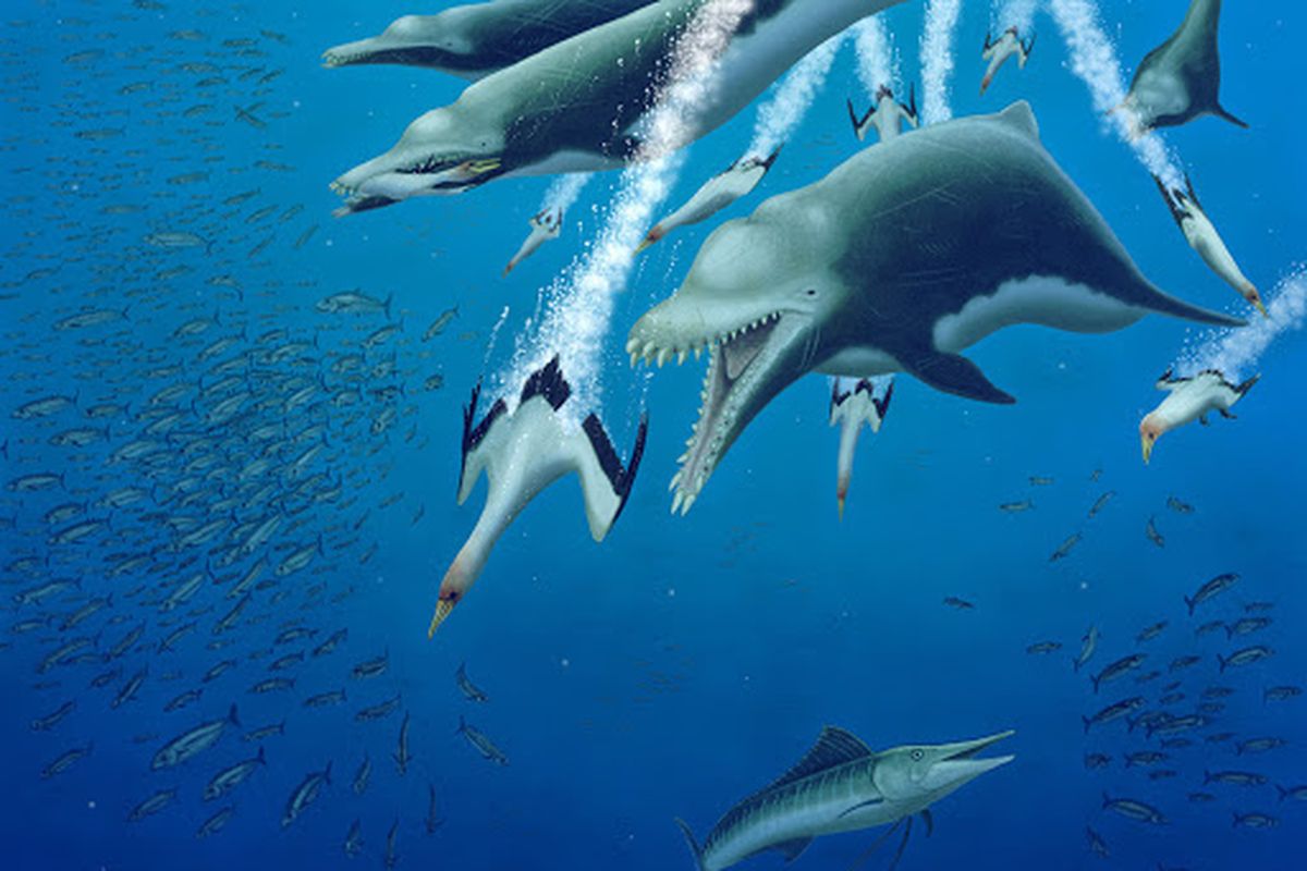 Ilustrasi nenek moyang lumba-lumba, Ankylorhiza terikatemani sedang berburu. 