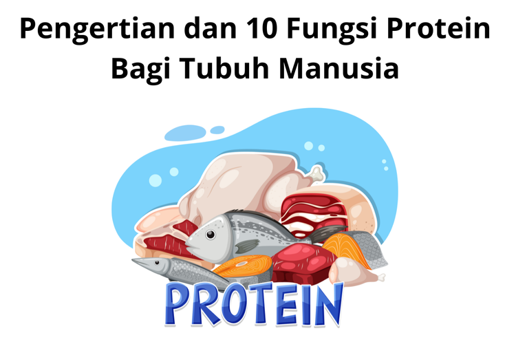 Pengertian Dan 10 Fungsi Protein Bagi Tubuh Manusia