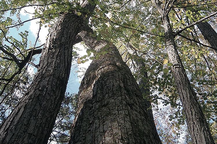 Di bagian barat Danau Shikotsu, Jepang, terdapat hutan dengan pepohonan besar yang menjulang tinggi. Beberapa di antaranya berusia lebih dari 300 tahun.