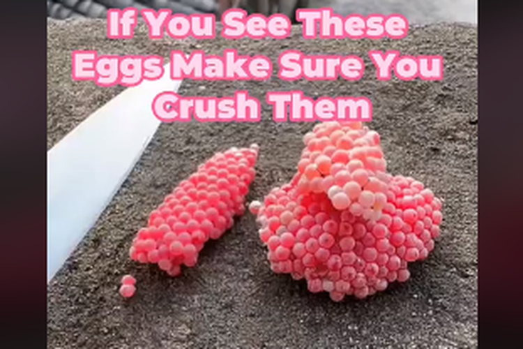 Tangkapan layar video yang menyebut telur siput pink perlu dihancurkan