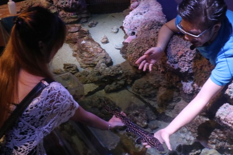 Pengunjung bisa memegang bayi binatang-binatang bawah laut yang jarang ditemui, di wahana Jakarta Aquarium. Salah satunya bayi hiu macan yang sedang dipegang wisatawan tersebut.