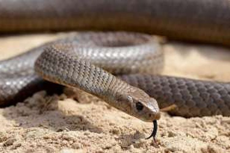 Di musim panas, banyak ular yang berkeliaran di daerah pinggiran di Australia  