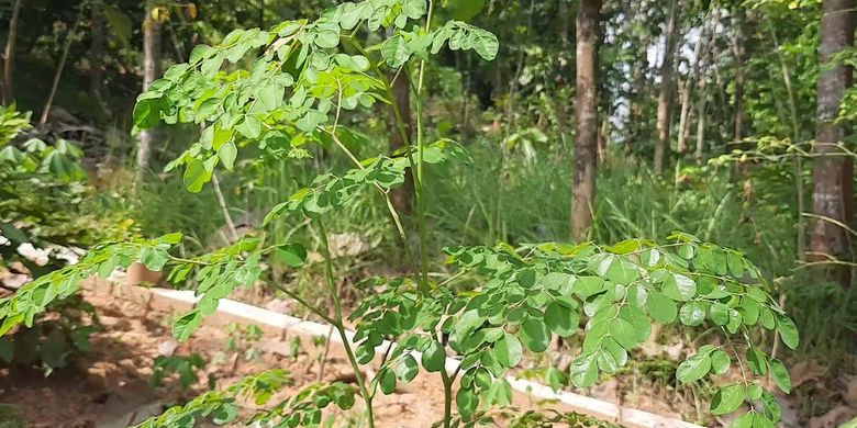 Tanaman Kelor yang ada di kediaman Dudi Krisnadi di Desa Ngawenombo, Kecamatan Kunduran, Kabupaten Blora