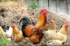 Malaysia Siap Investasi Peternakan Ayam Rp 350 Miliar di Batam