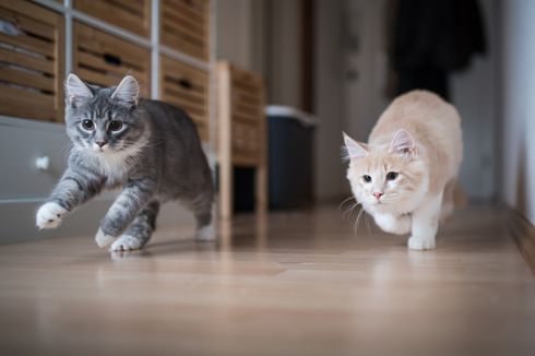 Kenapa Kucing Berlari Tak Tentu Arah? Ternyata Ini Penyebabnya