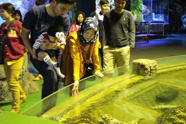 Wahana Touch Pool di Seaworld Ancol