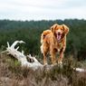 8 Ras Anjing Terbaik untuk Berburu