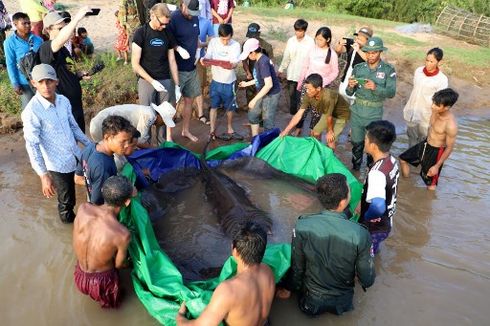 [UNIK GLOBAL] Ikan Air Tawar 300 Kg Terbesar di Dunia | Nikahi Boneka karena Stres Melajang