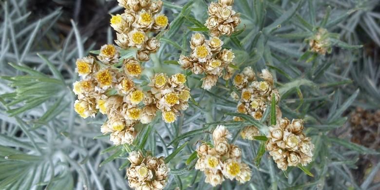 Bunga Edelweiss di Gunung Papandayan, Jawa Barat