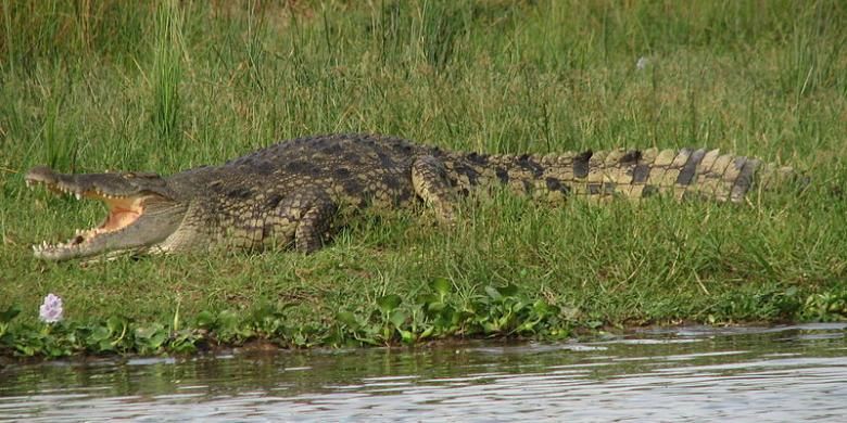 Seekor buaya Nil dewasa sedang berjemur di tepi sungai.