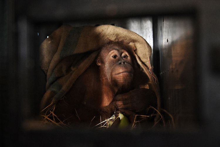 Orangutan Sumatera korban penyelundupan di Thailand hendak dipulangkan kembali ke Indonesia, di Bandara Suvarnabhumi, Bangkok, Thailand, Kamis (17/12/2020). Kedua orangutan bernama Ung Aing dan Natalee yang berusia 4 tahun itu merupakan korban penyelundupan para pemburu liar yang mencoba menyelundupkannya lewat Malaysia pada Juni 2017 lalu.