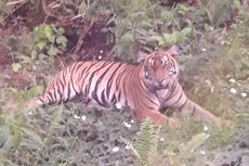 Kasus Petani Kopi Tewas Diterkam Harimau, BKSDA: Korban Masuk ke Habitatnya